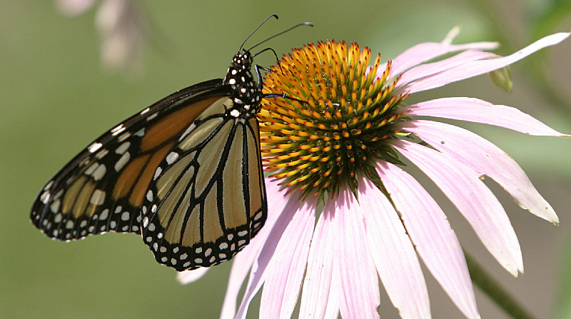 Monarch on coen flower