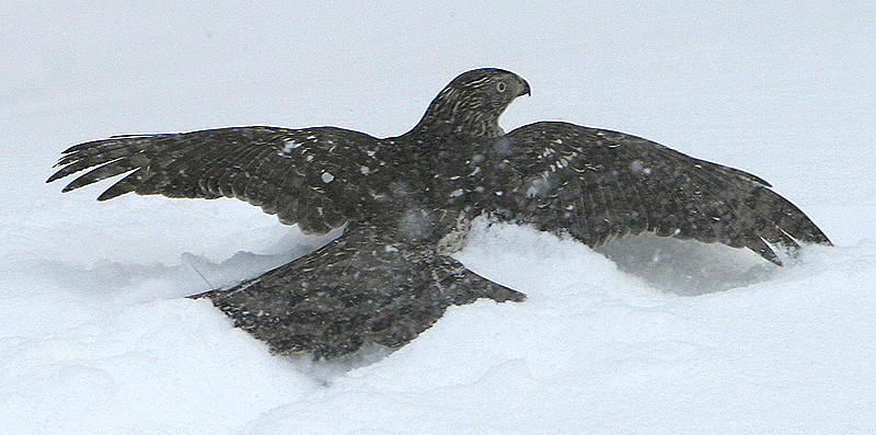 It's a pigeon from our birdfeeder that the hawk is scooting away with