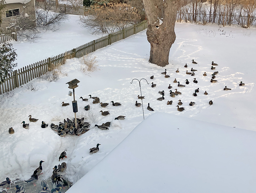 Flock in snow; bad choice