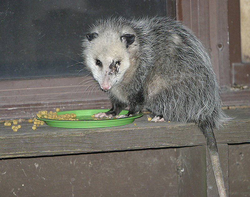 Yes, the opossum on our back steps - snacking on cat food