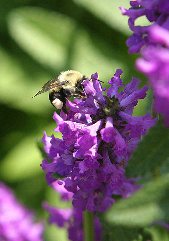 Bumble Bee on unknown flower, Glencoe Bot Garden