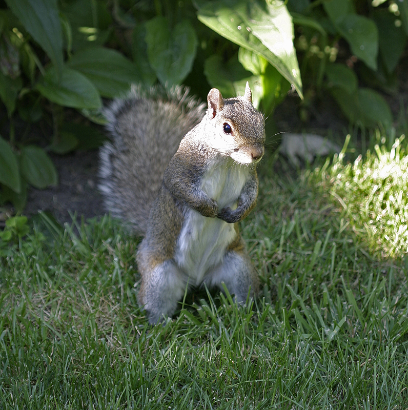 Squirrel looking for bread