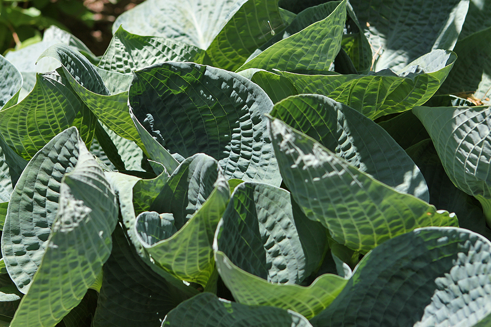 Not a huge fan of hostas, but I like the relief of the leaves....
