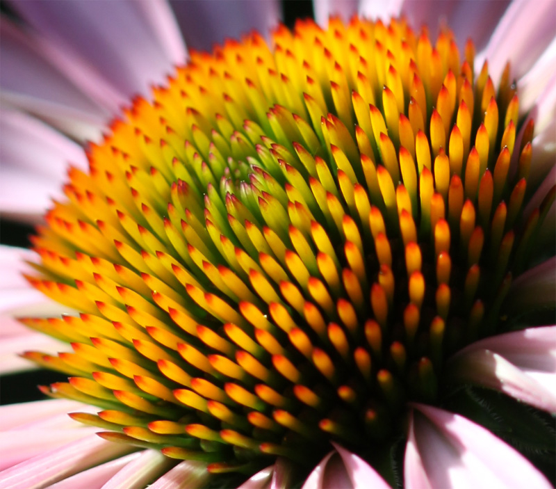 Pistils/stamens; close up