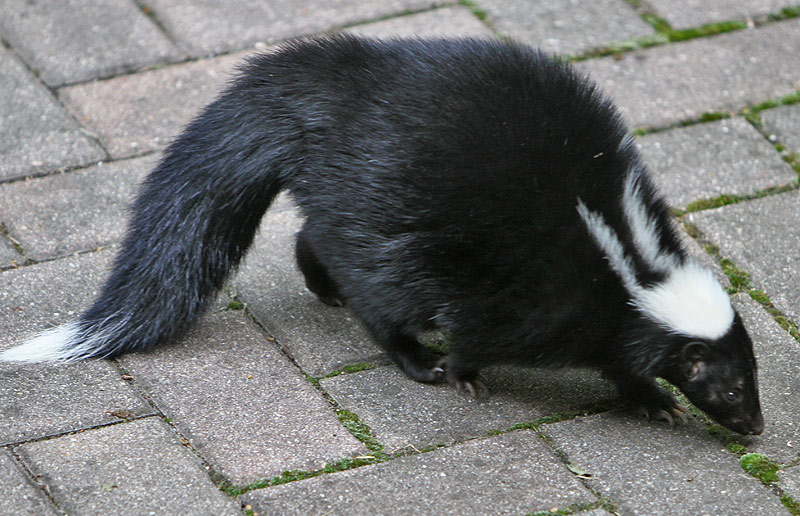 Young skunk on the patio