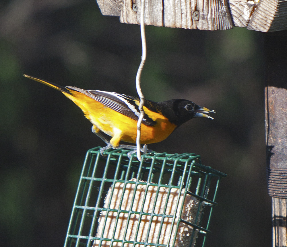 A first for us - a Baltimore Oriole at our birdfeeder