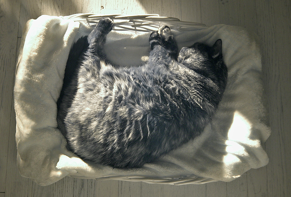 Koko enjoying the sun