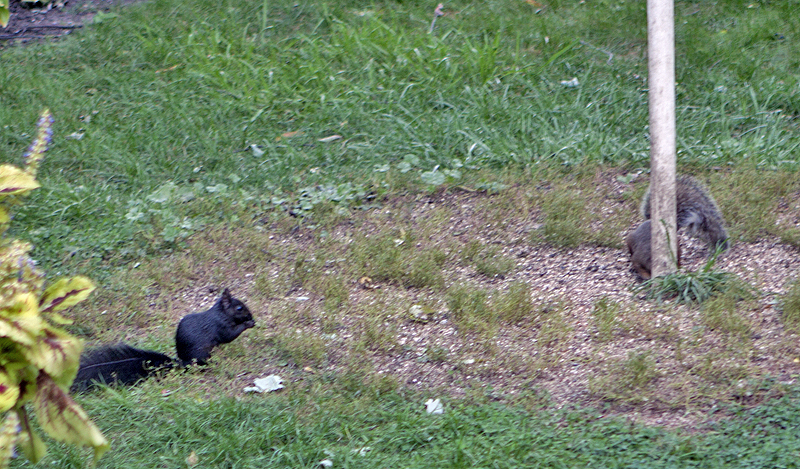 The only other time a black squirrel came near our backyard, the gray squirrels chased it away
