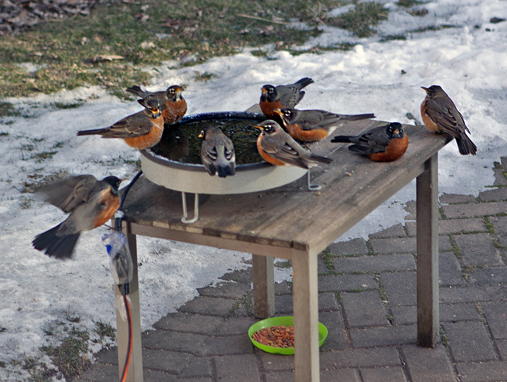 Very cold outside; robins swarm the heated water dish