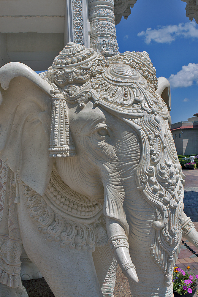 Elephant detail