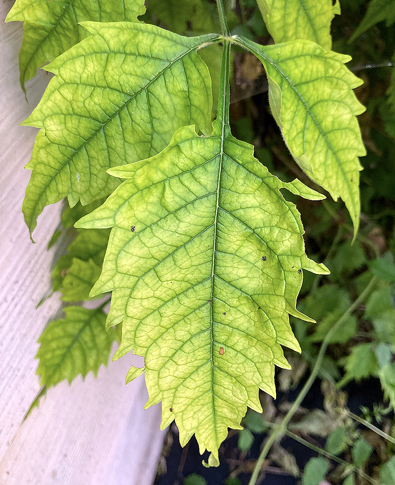 Nice lime (new leaf) color in July