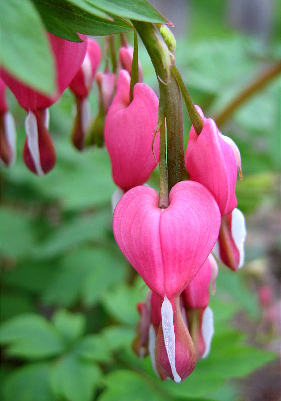 Bud of bleeding heart shrub; actual blossom about the size of a dime
