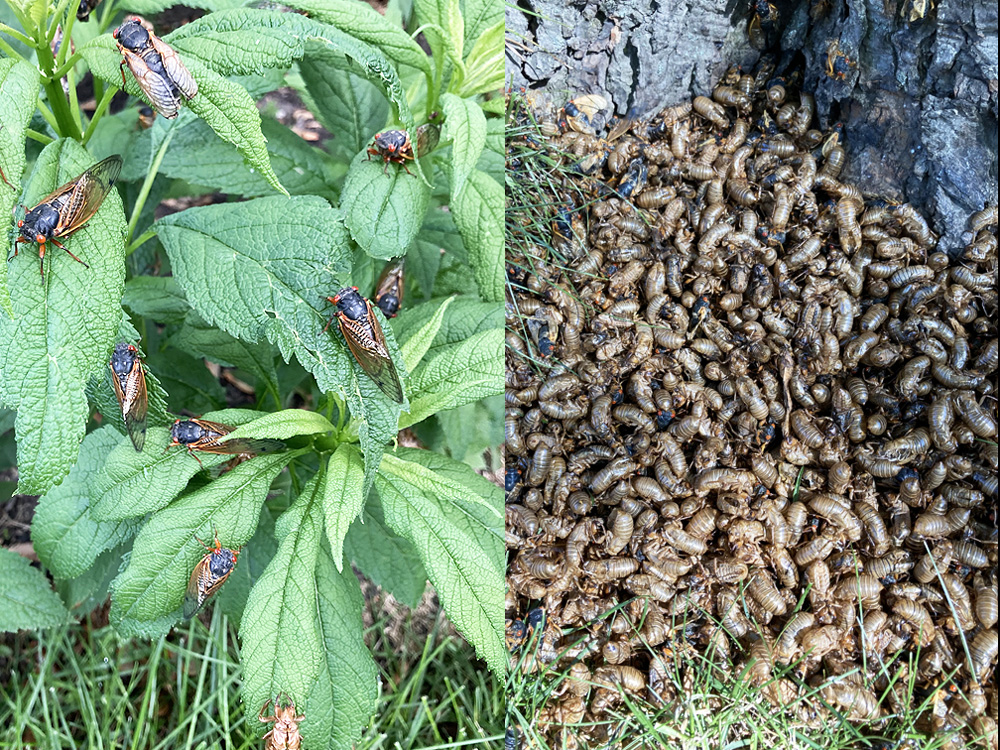 L - Ready to mate; R - exoskeletons