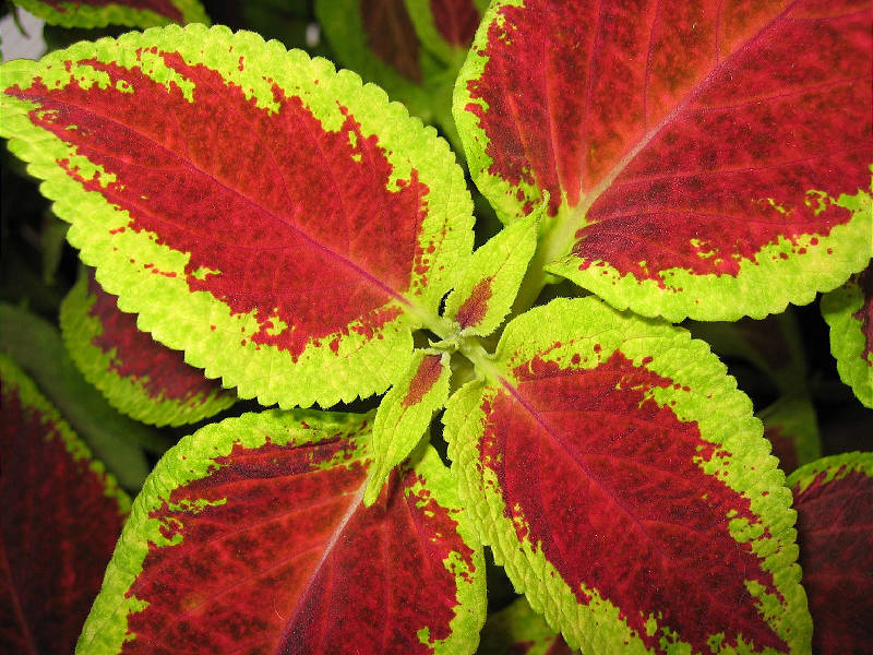 Potted coleus in my office