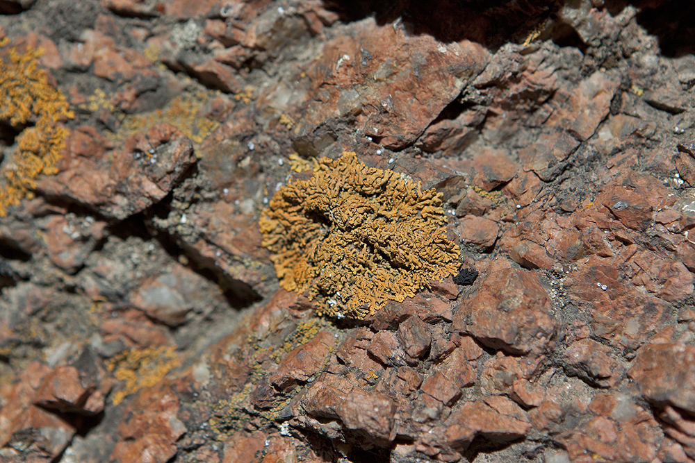Lichen on Granite