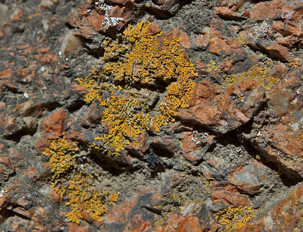 Lichen on Granite