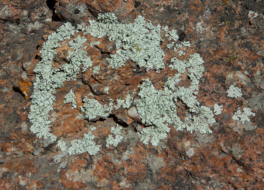 Green lichen on Granite