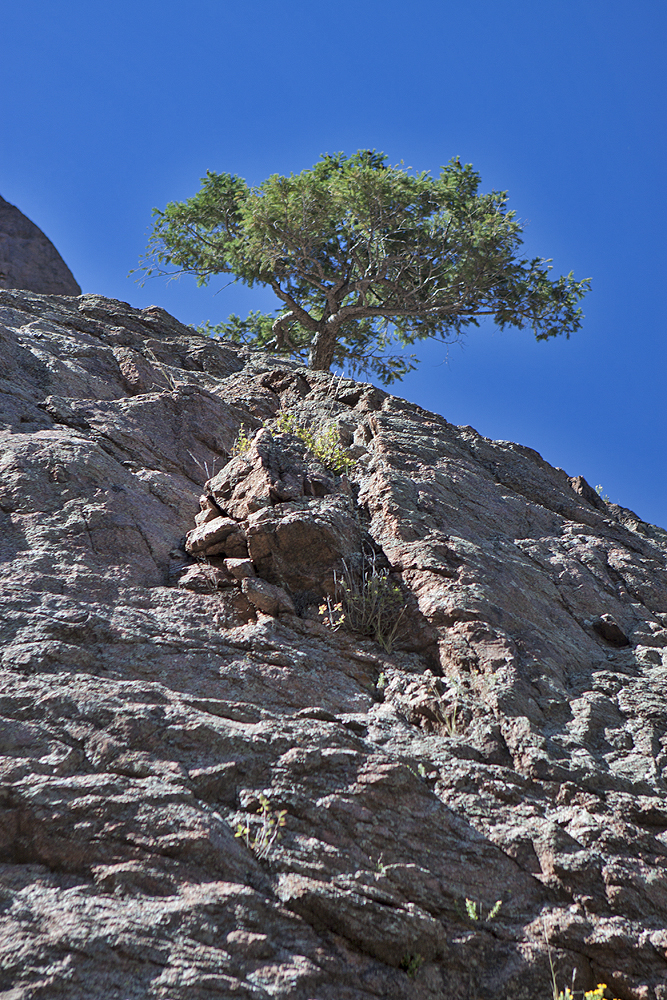 Trees on the cliffs