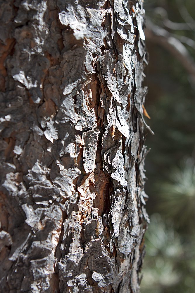 Bark, Ponderosa Pine