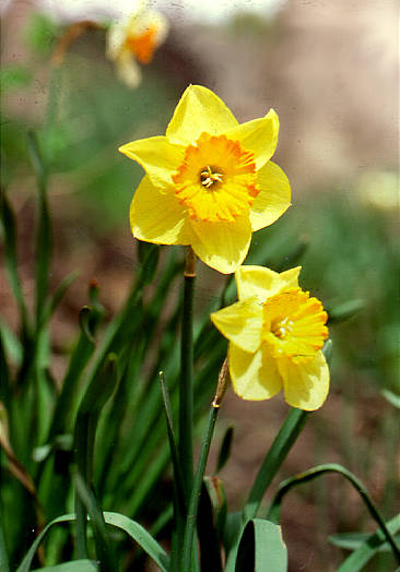 Daffodils, Rockerfeller Hall, Cornell University