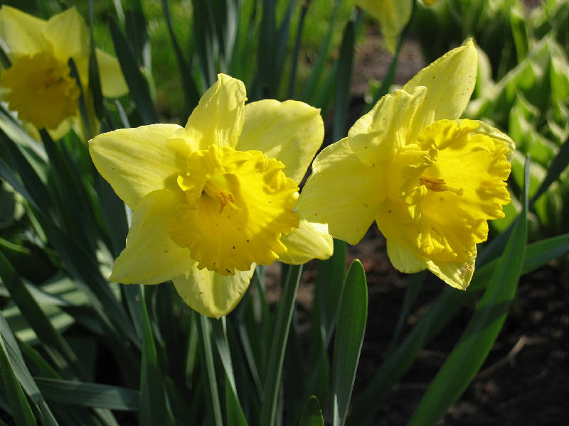 Backyard flowers, April 2004