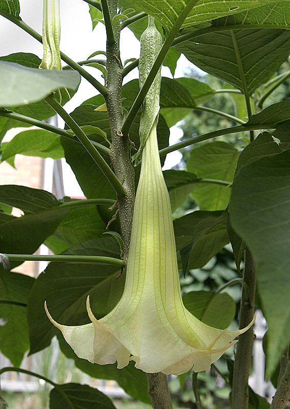 This is a foot-long blossom