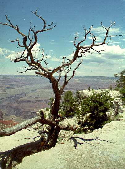 Dead tree, Grand Canyon, AZ