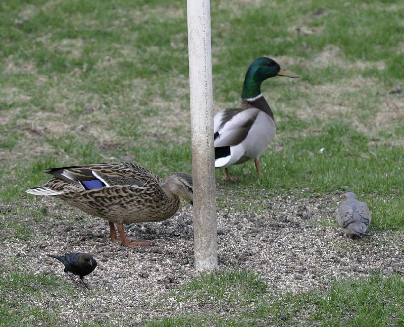 Didn't expect waterfowl at the bird feeder...