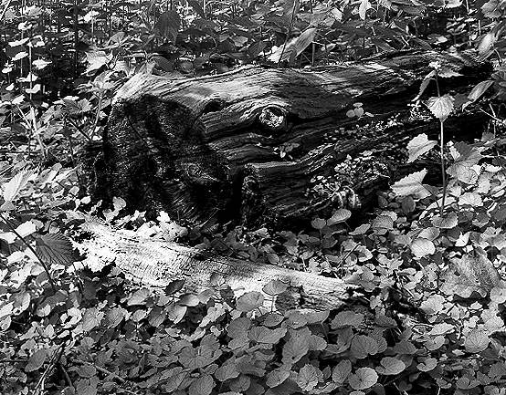 Forest floor, fallen tree trunk