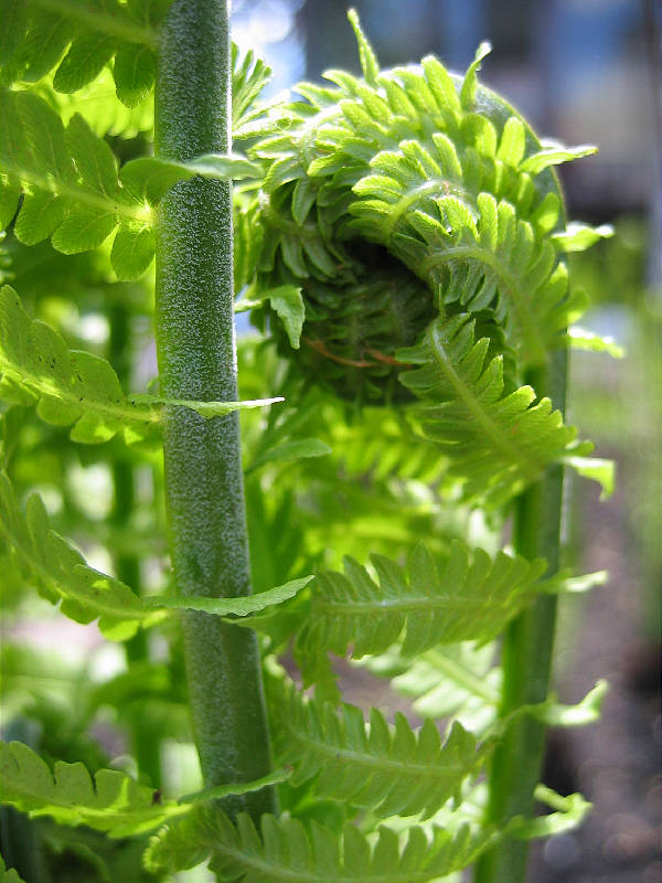 Backyard fern garden