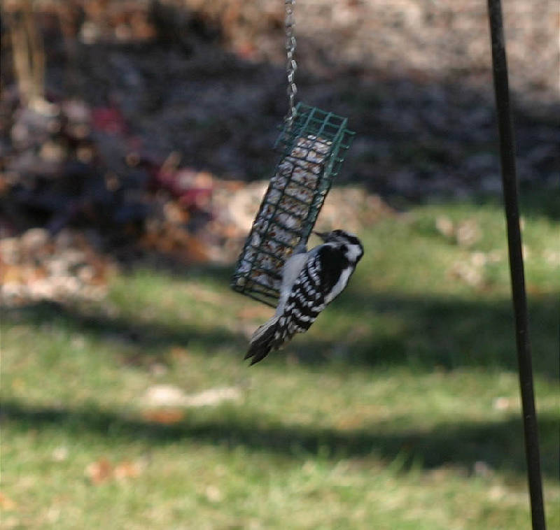 Female downy woodpecker at suet feeder
