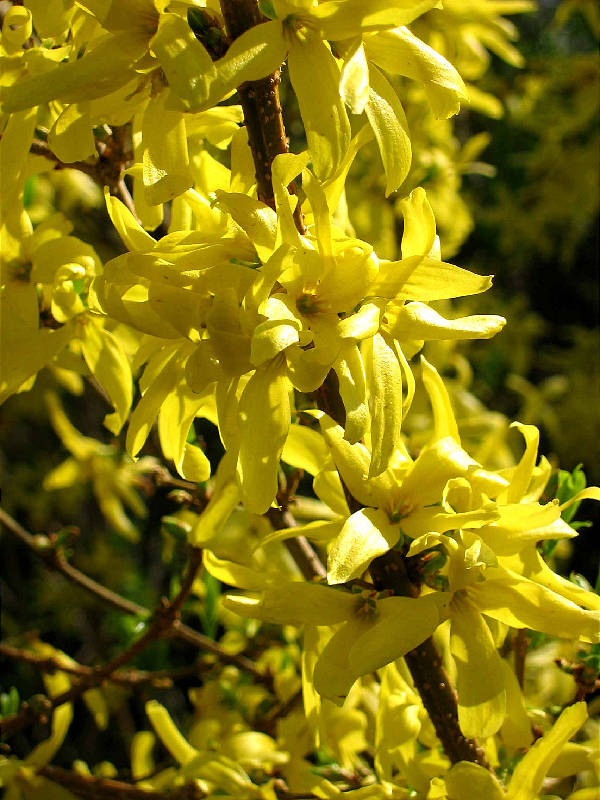 Forsythia blossoms, just beginning to get green leaves