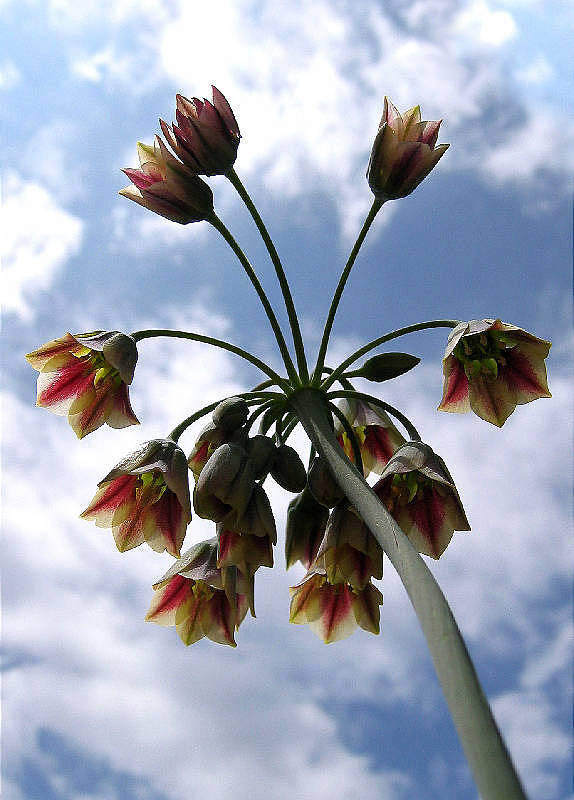 Blossoms on a fritillaria; shot from ground level