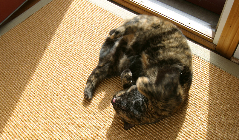 Cats love the sun...