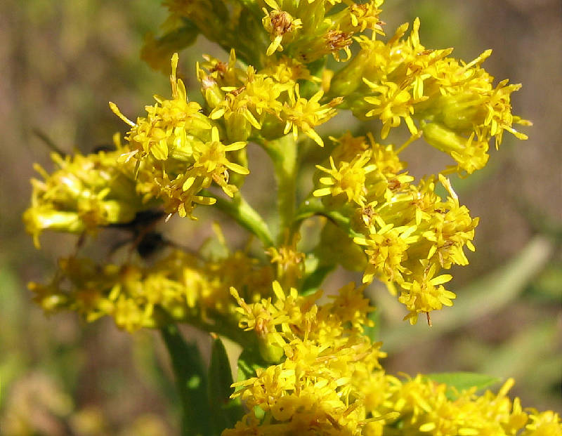 Last of the season's goldenrod blooms