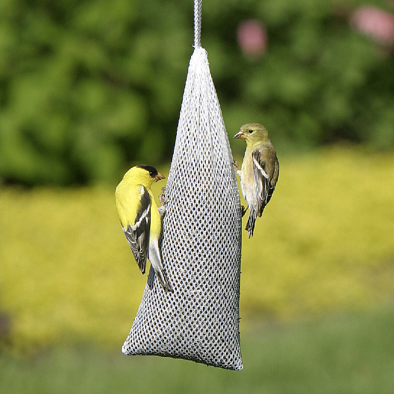 Male and female goldfinches at the bag 'o thisle seed