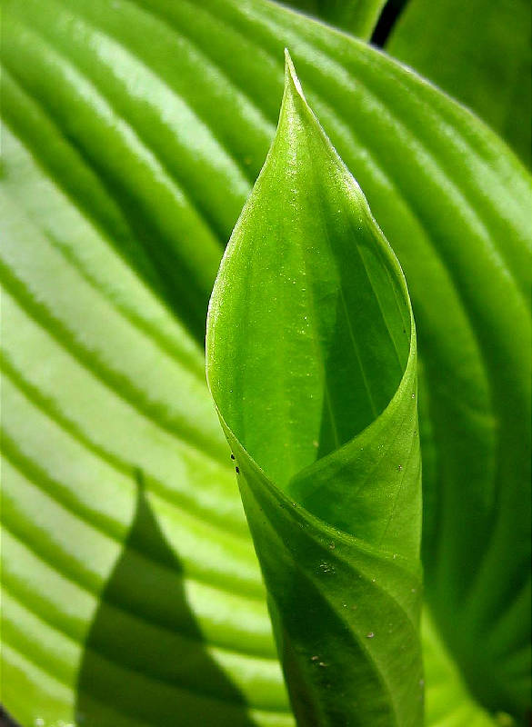 Hosta leaves emerging, late spring