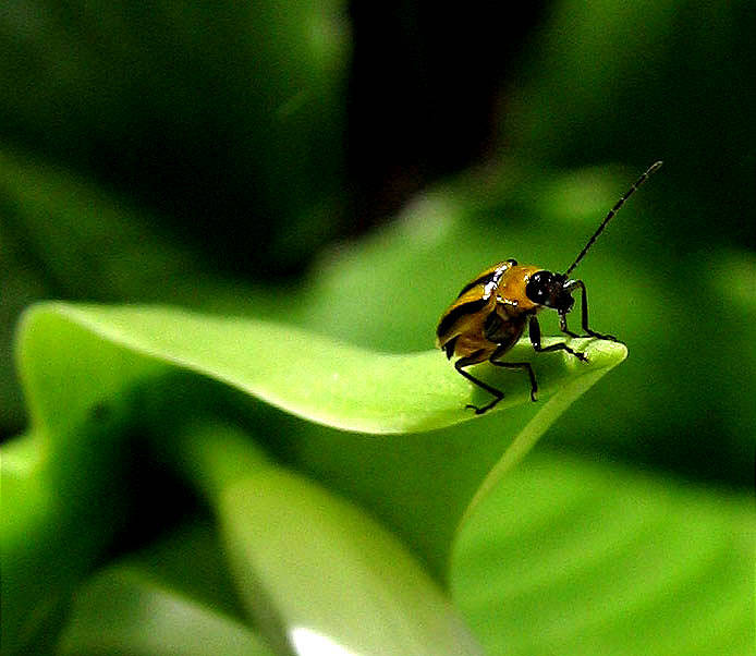 1/4 inch beetle on hosta leaf