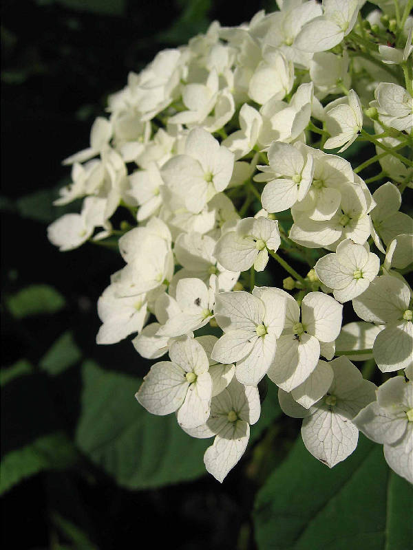 Ball of flowers, July 5