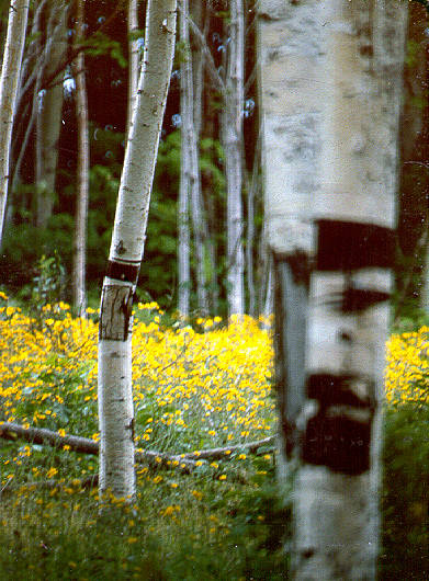 Forest floor, Laurentian Mountains, Canada