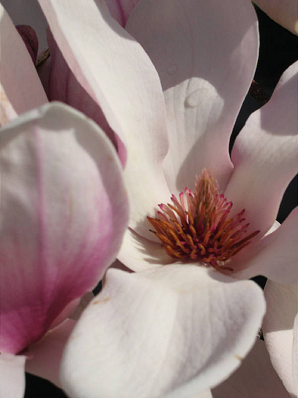 Magnolia blossoms are actually bracts