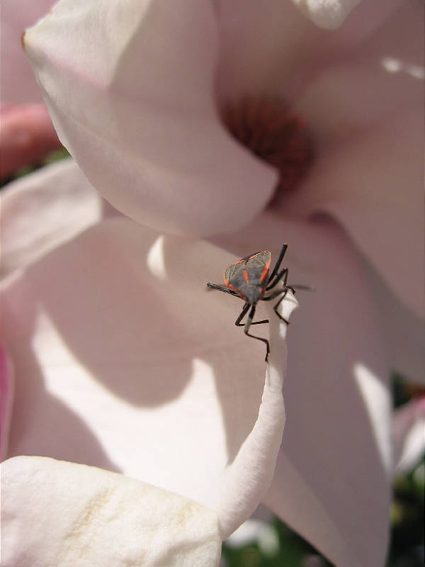 Unknown bug (leafhopper?) on magnolia tree bract
