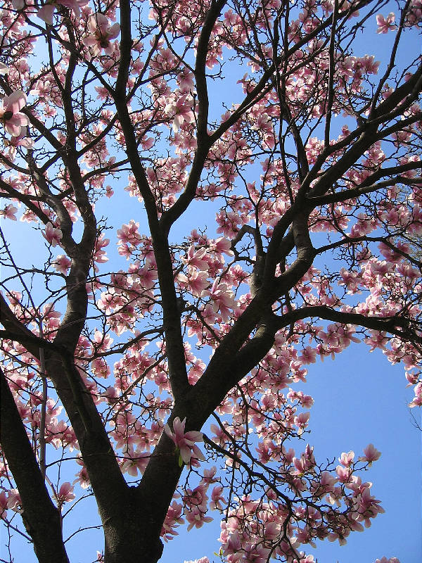 Magnolia in blossom