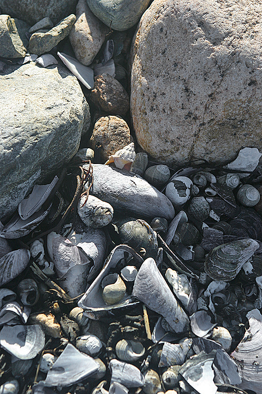 Collection of rocks and shells