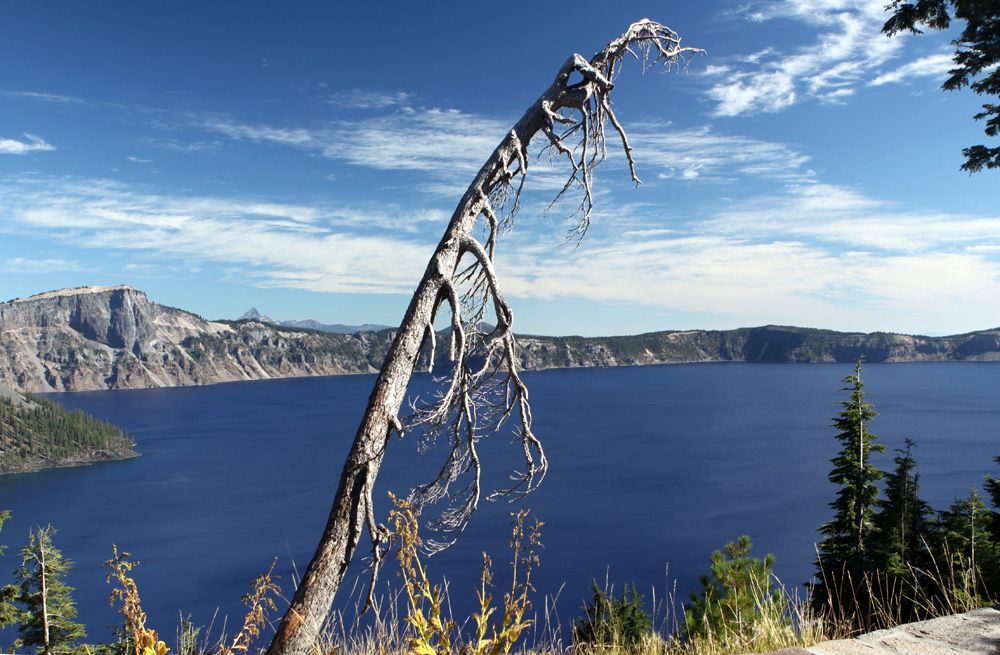 The weathered trees are (almost) as beautiful as the lake