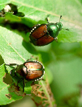 Japanese beetles (Popillia japonica), Valpariso, IN