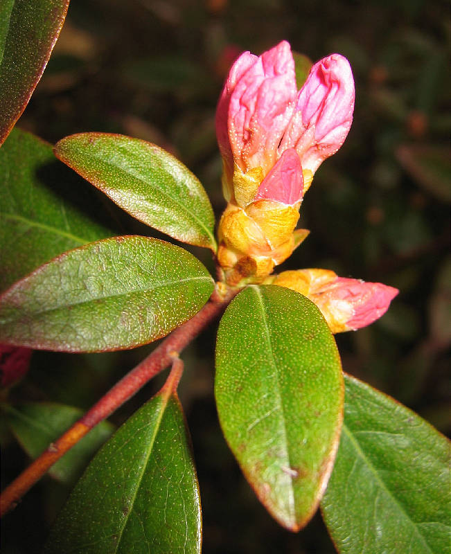 <i>Rhododendron</i> bud ready to blossom