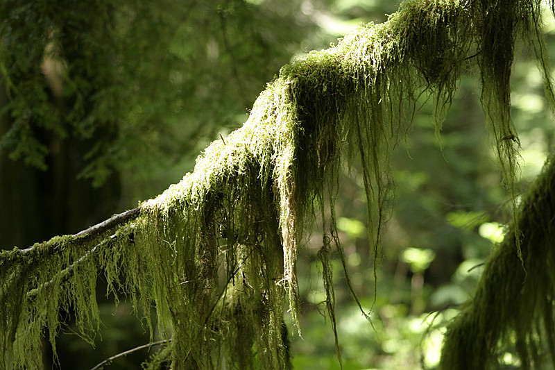 In the almost rain-forest environment, mosses, molds and other stuff try to take over