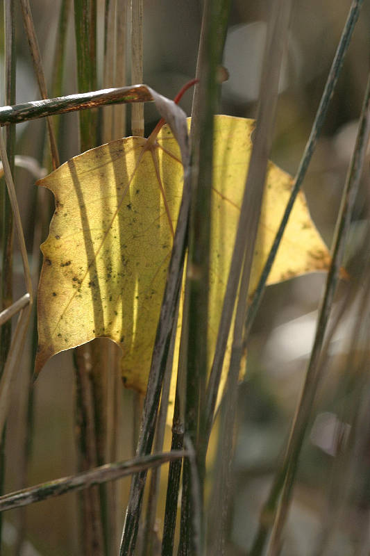 Autumn leaf in ornamental grass stems