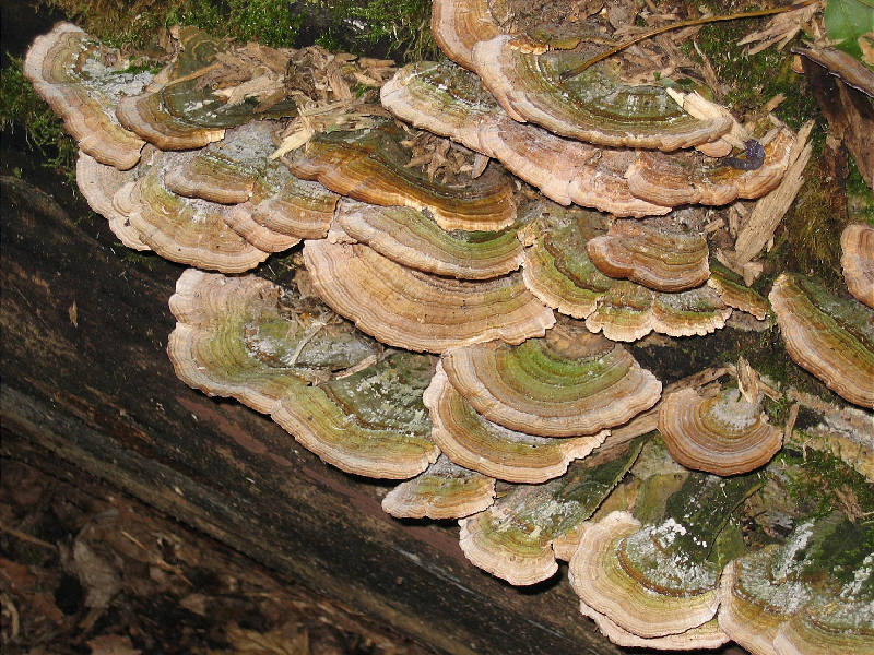 Fungus on fallen tree